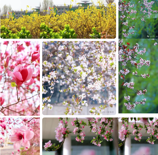 【春滿(mǎn)三星】春色盈庭繪美景 芳華滿(mǎn)目啟新程